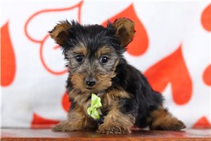 Trent - Yorkshire Terrier - Yorkie for sale
