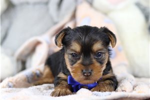 Blake - Yorkshire Terrier - Yorkie for sale
