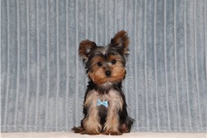 Bleven - Yorkshire Terrier - Yorkie, placed in Zanesville / Cambridge