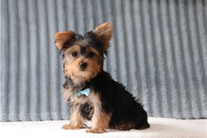 Benny - Yorkshire Terrier - Yorkie for sale
