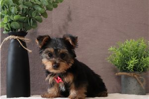 Trent - Yorkshire Terrier - Yorkie for sale