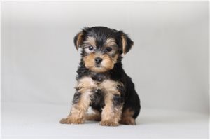 Sully - Yorkshire Terrier - Yorkie for sale