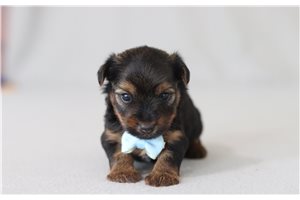 Maestro - Yorkshire Terrier - Yorkie for sale