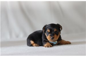 Johnny - Yorkshire Terrier - Yorkie for sale