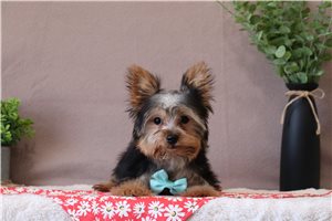 Talon - Yorkshire Terrier - Yorkie for sale