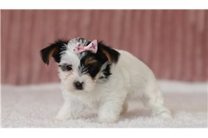 Dolores - Yorkie for sale