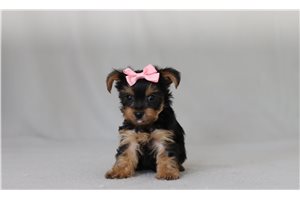 Brooke - Yorkshire Terrier - Yorkie for sale