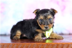 Ezra - Yorkshire Terrier - Yorkie for sale
