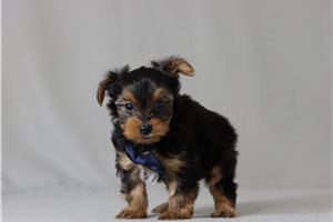 Mage - Yorkshire Terrier - Yorkie for sale