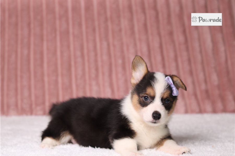 Tiffany - Pembroke Welsh Corgi for sale