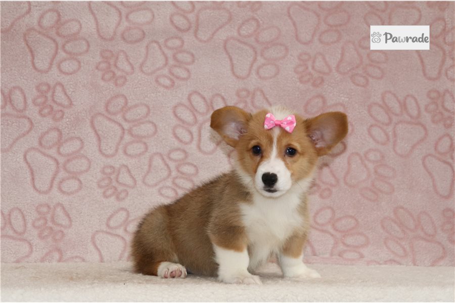 Georgia, female Pembroke Welsh Corgi puppy for sale