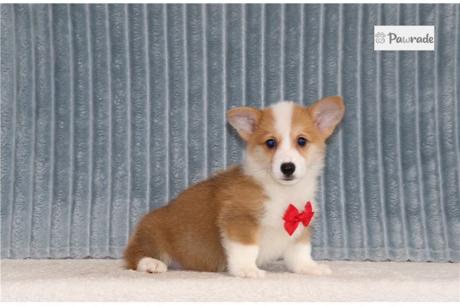 Gaston - Pembroke Welsh Corgi for sale