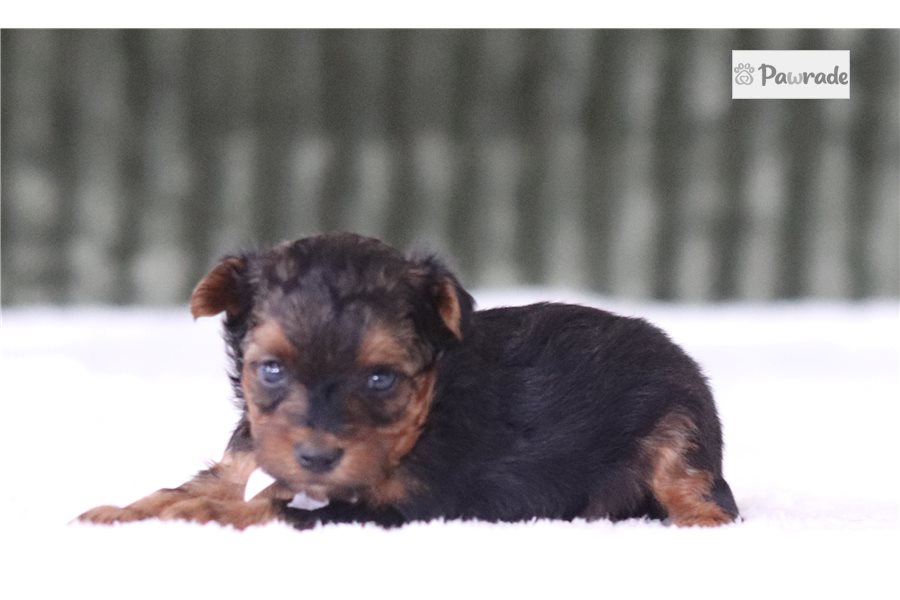 Selena - Yorkiepoo for sale