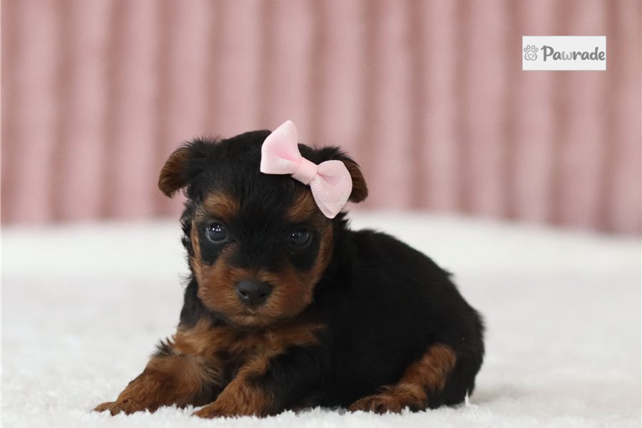 Sian - Yorkiepoo for sale