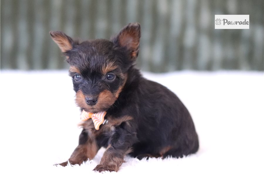 Gordon, male Yorkiepoo puppy for sale