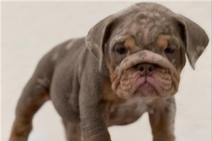Allie - puppy for sale
