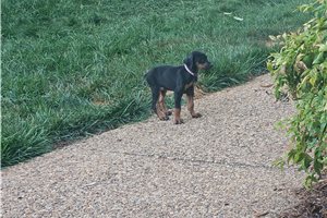 Elise - Doberman Pinscher for sale