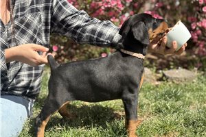 Mermaid - Doberman Pinscher for sale