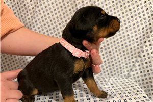 Upcoming Litter - Doberman Pinscher for sale