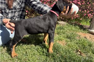 Daisy - Doberman Pinscher for sale