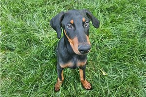Argos - puppy for sale