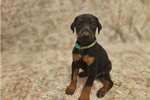 Edwin - Doberman Pinscher for sale
