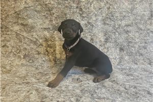 Elise - Doberman Pinscher for sale