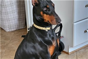 Upcoming Litter - Doberman Pinscher for sale