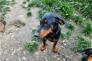 Argos - puppy for sale