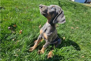 Edwin - puppy for sale