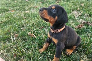 Ryder - Doberman Pinscher for sale