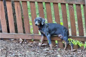 Ajax - puppy for sale