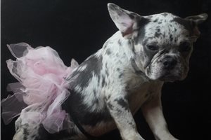 Kate - French Bulldog for sale