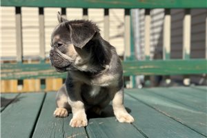 Fluffy Isidro - French Bulldog for sale