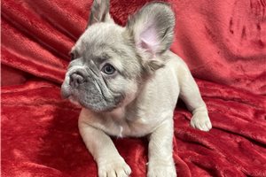 Fluffy Eris - French Bulldog for sale