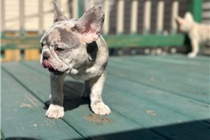 Merle Ivanna - French Bulldog for sale