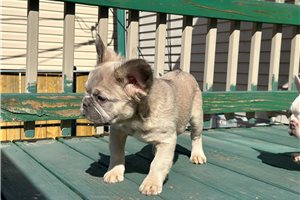 Fluffy Eris - French Bulldog for sale