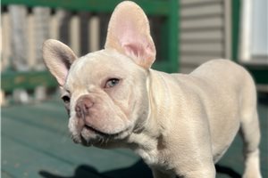 Irving - French Bulldog for sale