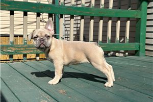 Irene - French Bulldog for sale