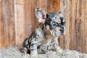 Marina - puppy for sale