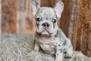 Mason - puppy for sale