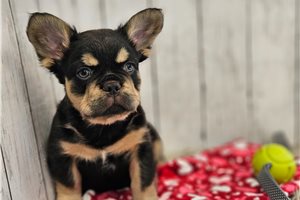 Elias - French Bulldog for sale