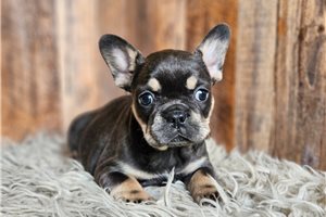 Maripol - puppy for sale