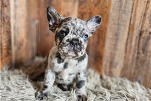 Marley - French Bulldog for sale