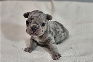 Cotton - French Bulldog for sale