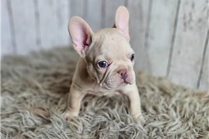 Marlon - puppy for sale