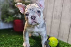 Denver - French Bulldog for sale