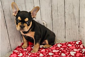 Emmie - French Bulldog for sale