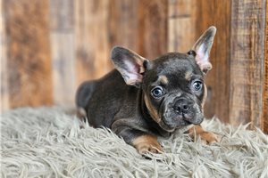 Mark - French Bulldog for sale