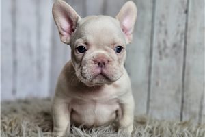 Martin - French Bulldog for sale